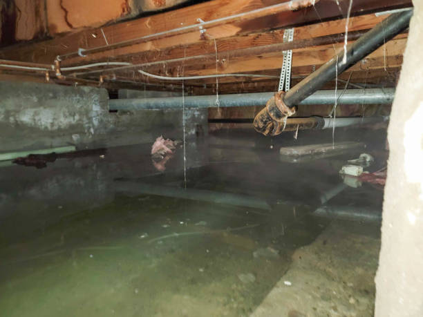Best Flood damage cleanup  in Bull Run, VA